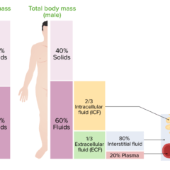 Distribution of body fluids