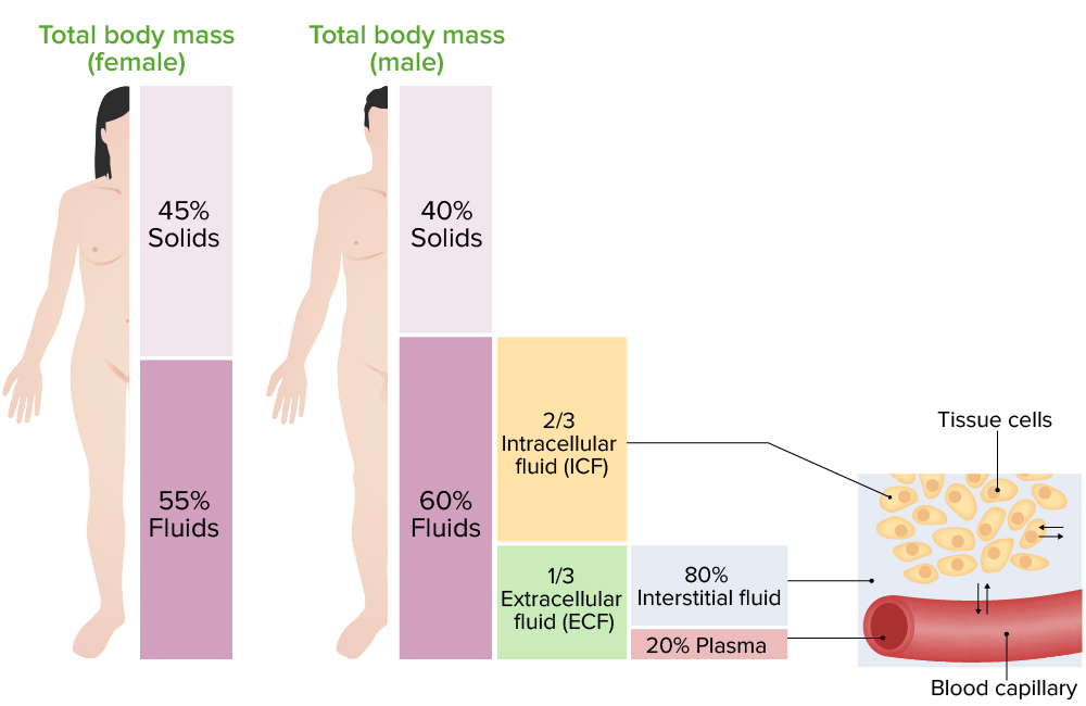 Cual es el porcentaje de agua en el cuerpo humano