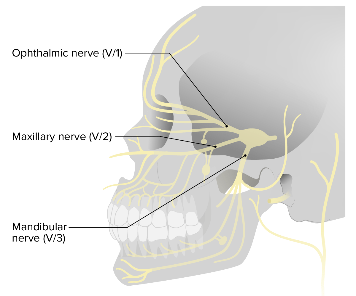 Distribution of cranial nerve v