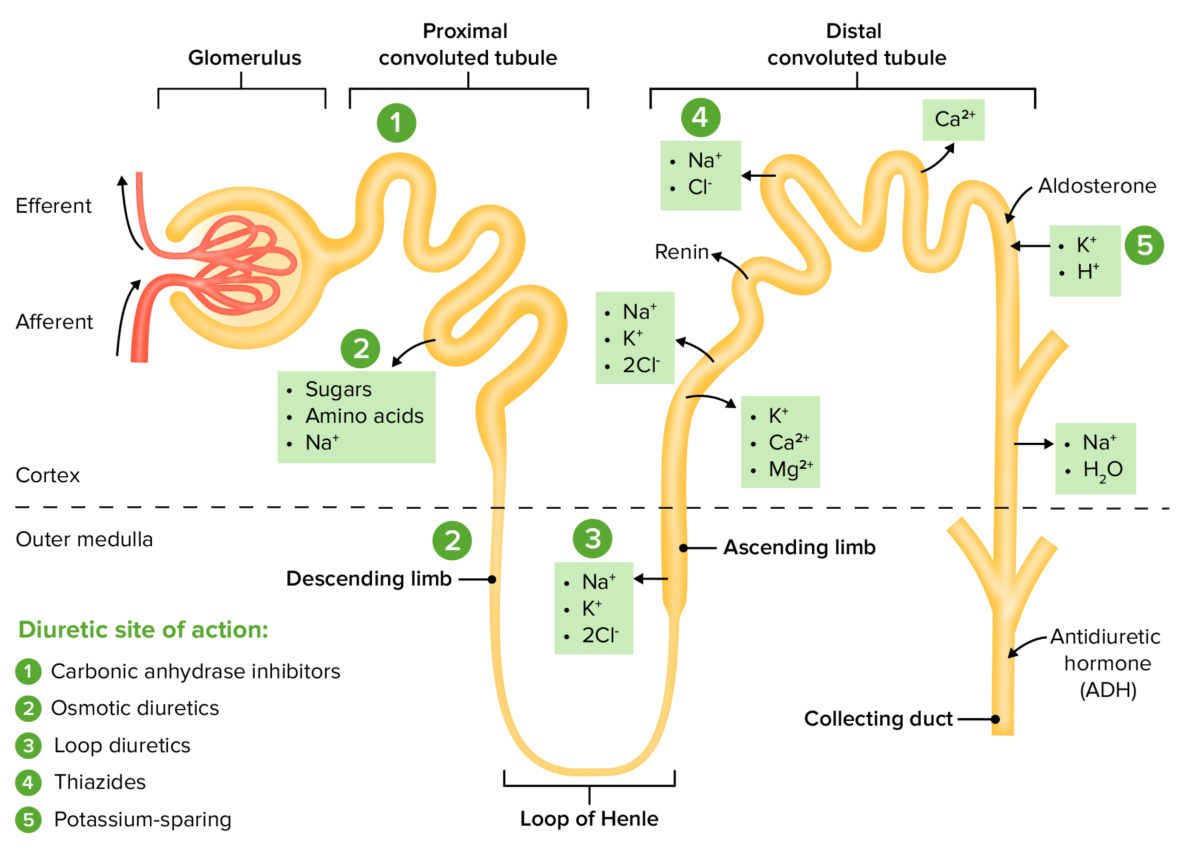 Diuretics