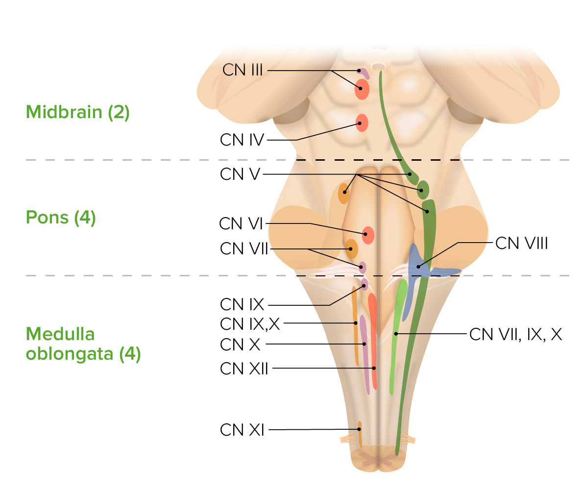 División de los nervios craneales que se originan en el tronco encefálico