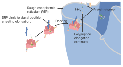 Docking a ribosome on the rough endoplasmic reticulum