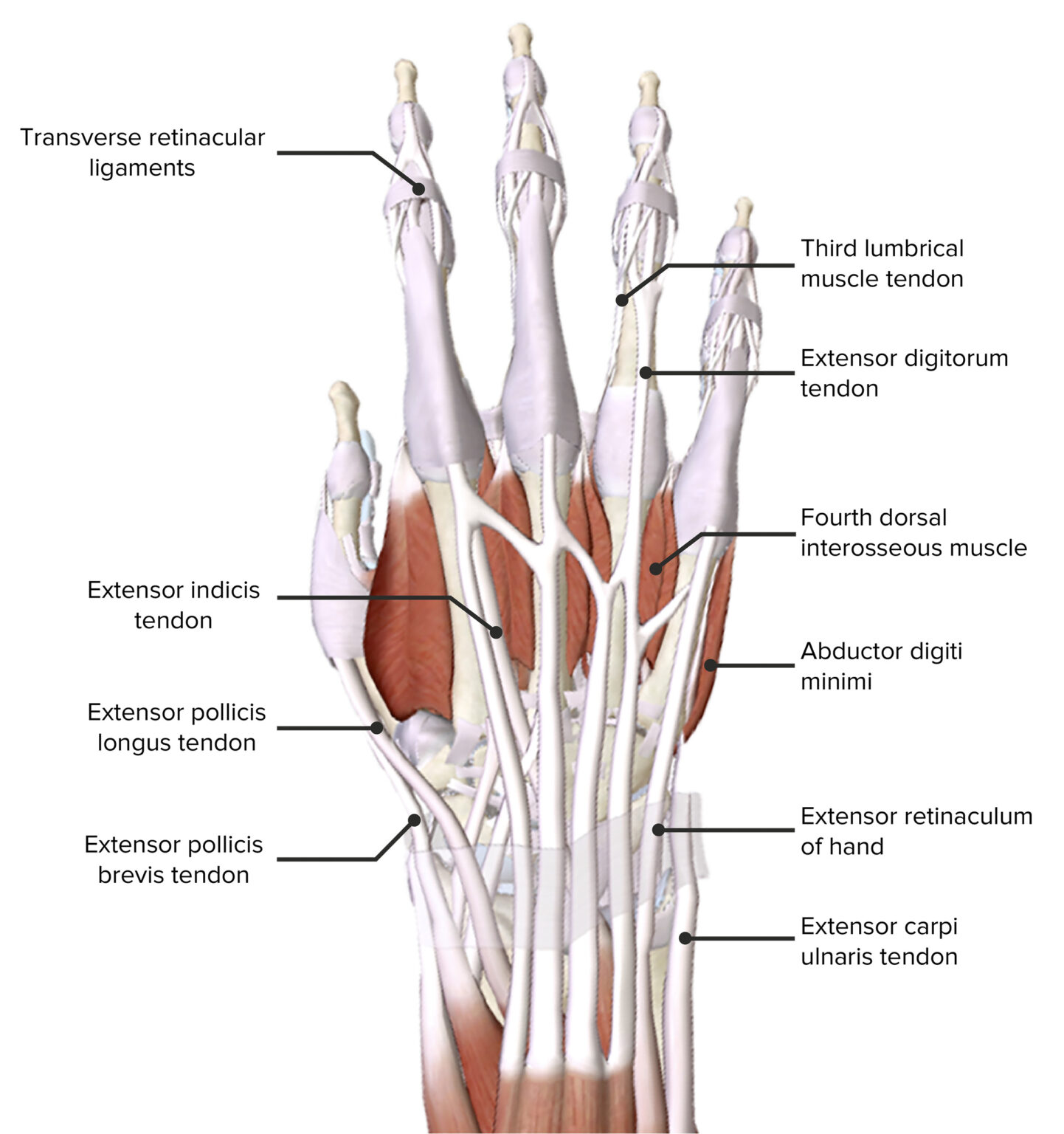 Hand: Anatomy | Concise Medical Knowledge