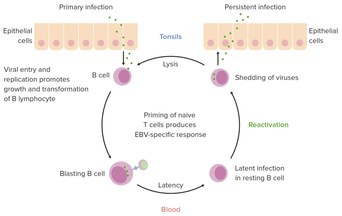 Ebv infection cycle