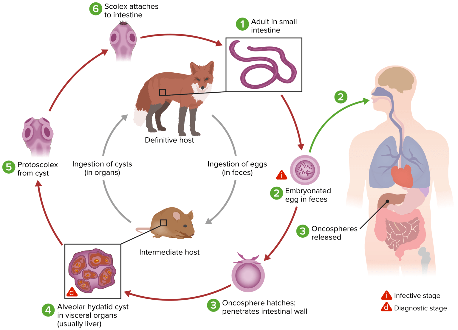 Echinococcus/Equinococose | Concise Medical Knowledge