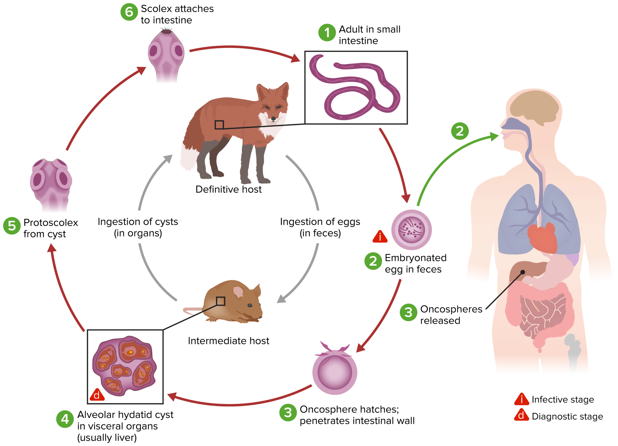 Echinococcusequinococosis Concise Medical Knowledge 9699