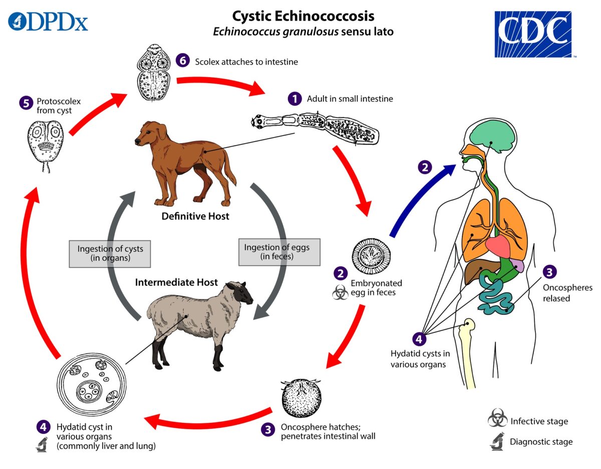 Echinococcus granulosus life cycle echinococcosis