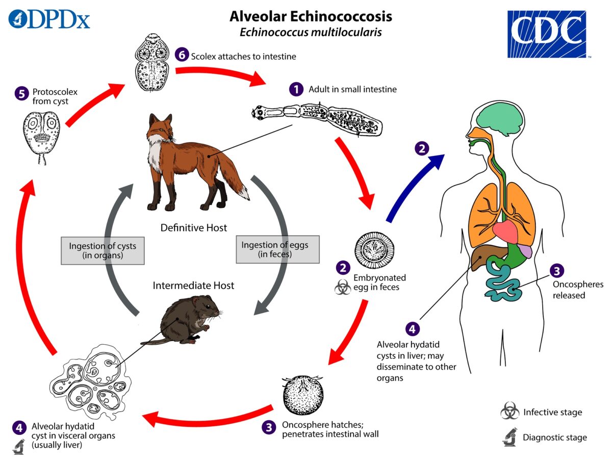 Echinococcus multilocularis life cycle echinococcosis
