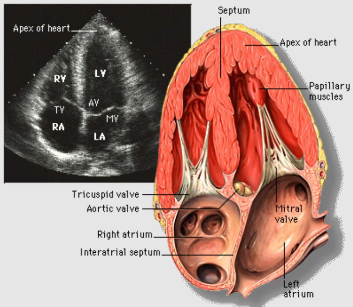 Echocardiogram apical 4 chamber view of the heart