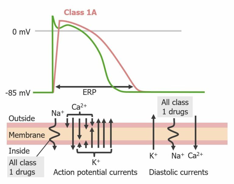 Class 1 Antiarrhythmic Drugs (Sodium Channel Blockers) | Concise ...