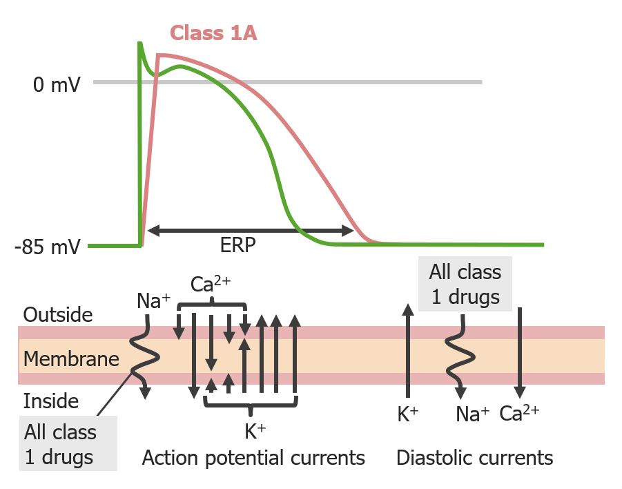Effect of class 1a antiarrhythmics on cardiac action potential