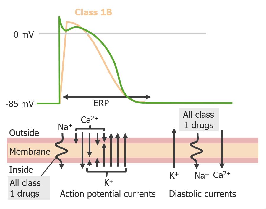 Effect of class 1b antiarrhythmics on cardiac action potential