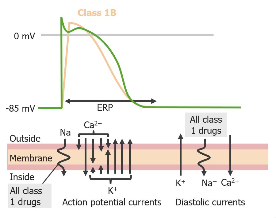 cardiac action potential drugs