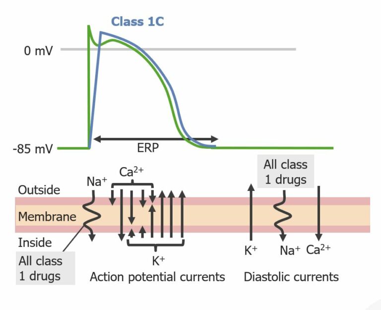 Class 1 Antiarrhythmic Drugs (Sodium Channel Blockers) | Concise ...