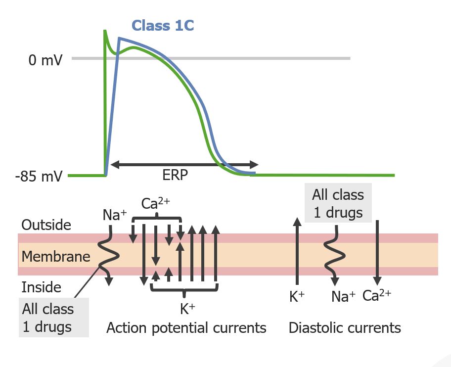 Effect of class 1c antiarrhythmics on cardiac action potential