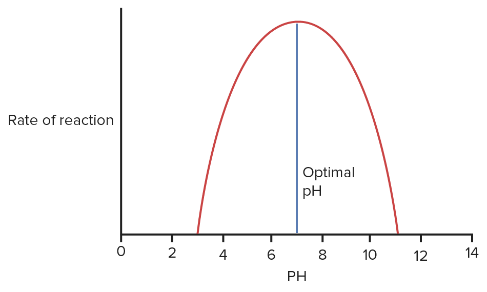 Enzyme Kinetics Concise Medical Knowledge