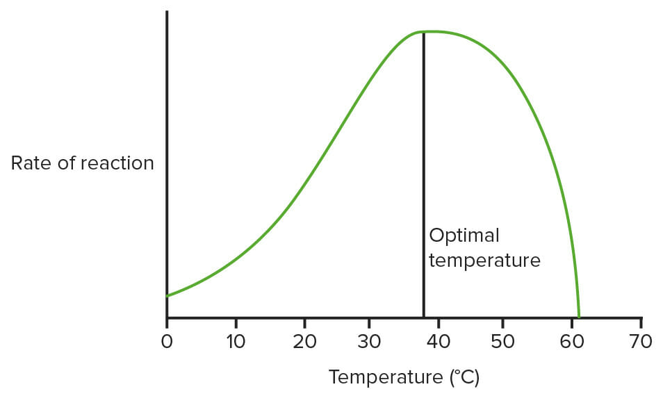 solved-optimal-temperature-for-typical-human-enzyme-optimal-chegg