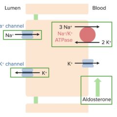 Effects of aldosterone and increasing plasma potassium concentration on regulatory transport proteins in the principal cells