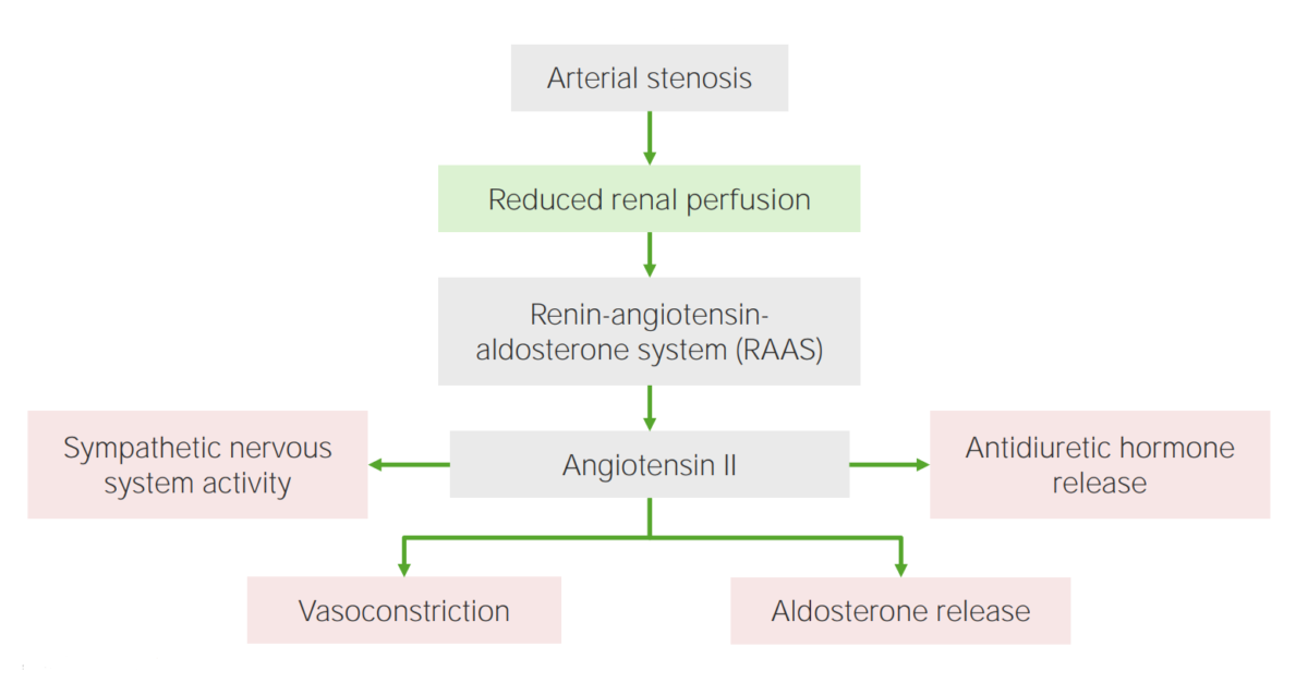 Effects of angiotensin ii