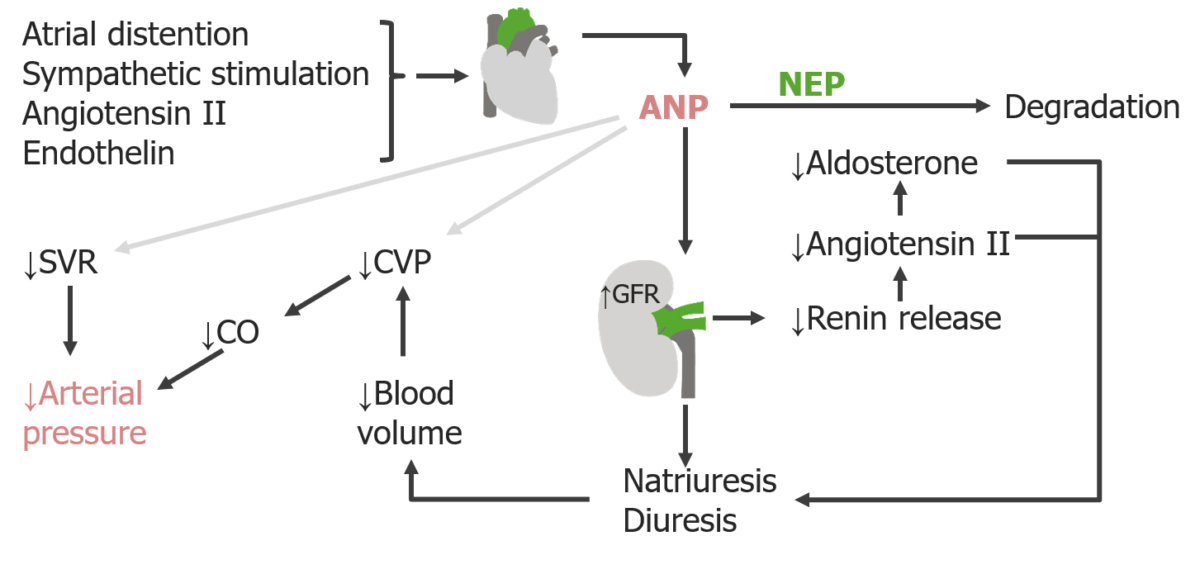 Efeitos do peptídeo natriurético auricular (anp) no volume sanguíneo