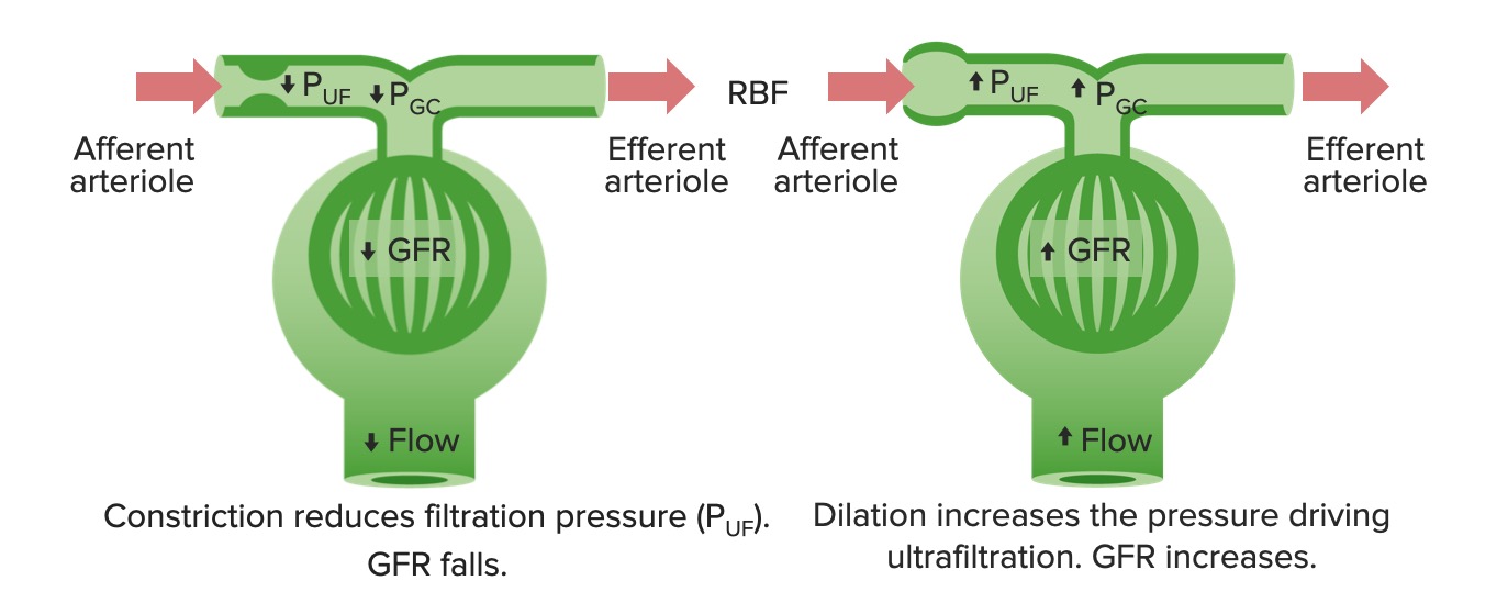 Effects of constriction and dilation of the afferent arteriole