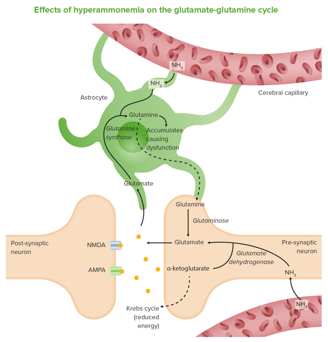 Efectos de la hiperamonemia en el ciclo glutamato-glutamina