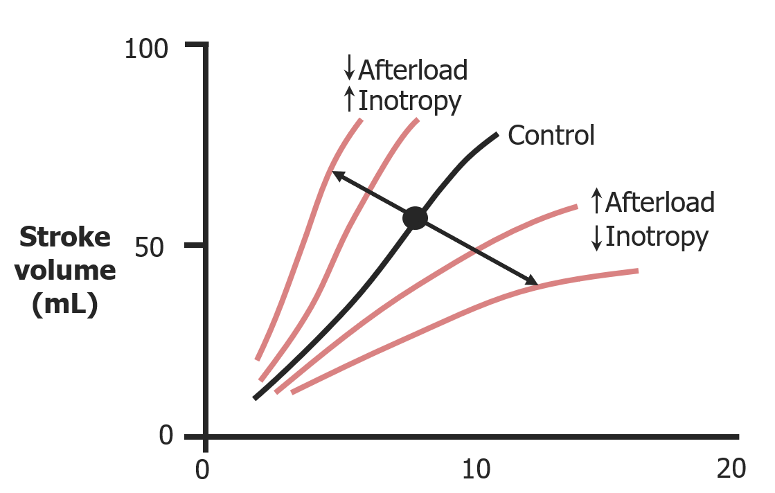 Effects of inotropy and afterload on stroke volume