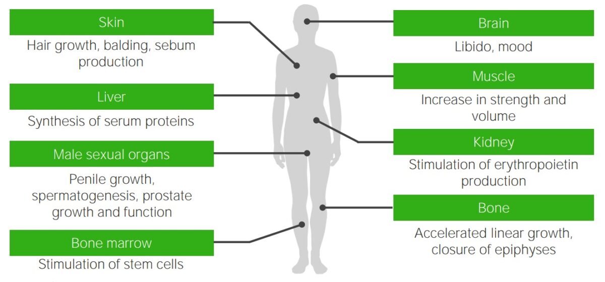 Effects of testosterone