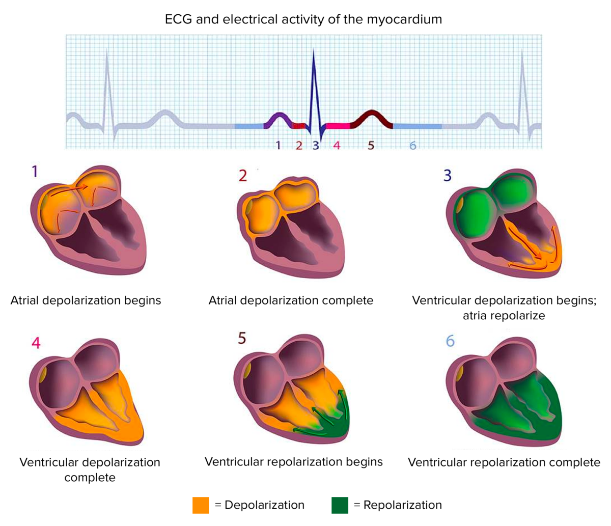Electrocardiogram and electrical activity of the myocardium
