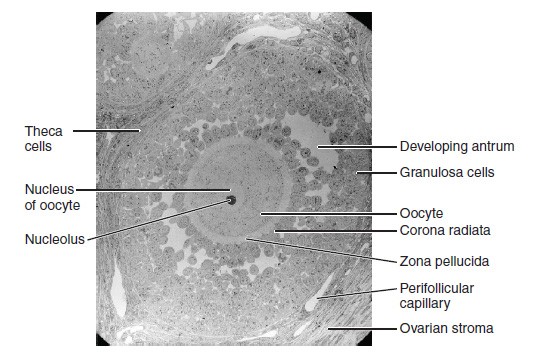 Electron micrograph of a secondary follicle