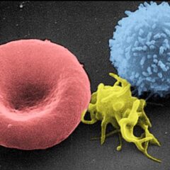 Electron micrograph of blood cells