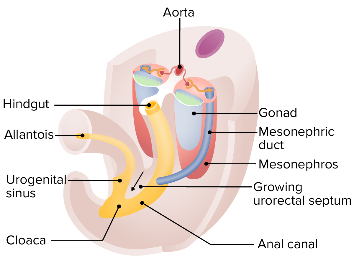 Development of the Abdominal Organs | Concise Medical Knowledge