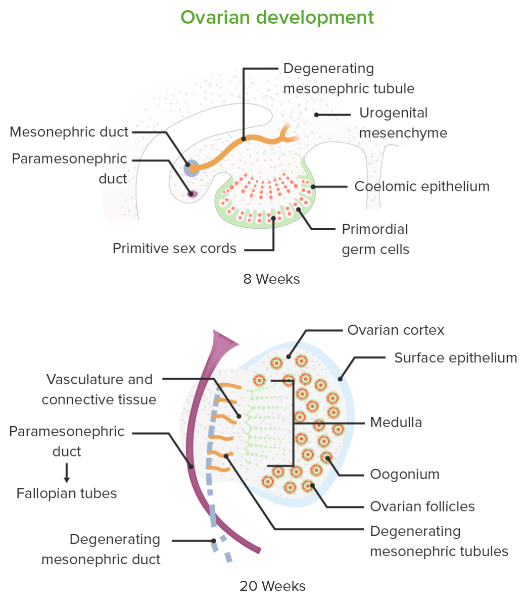 Embryologic development of the ovaries