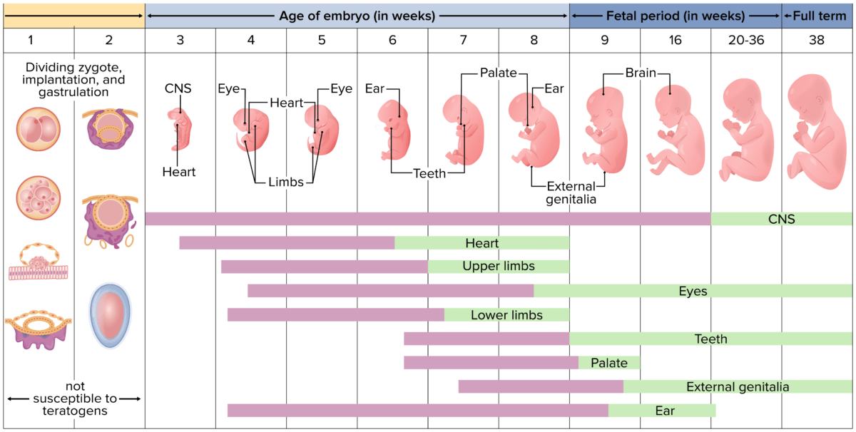 Embryological milestones during the prenatal period