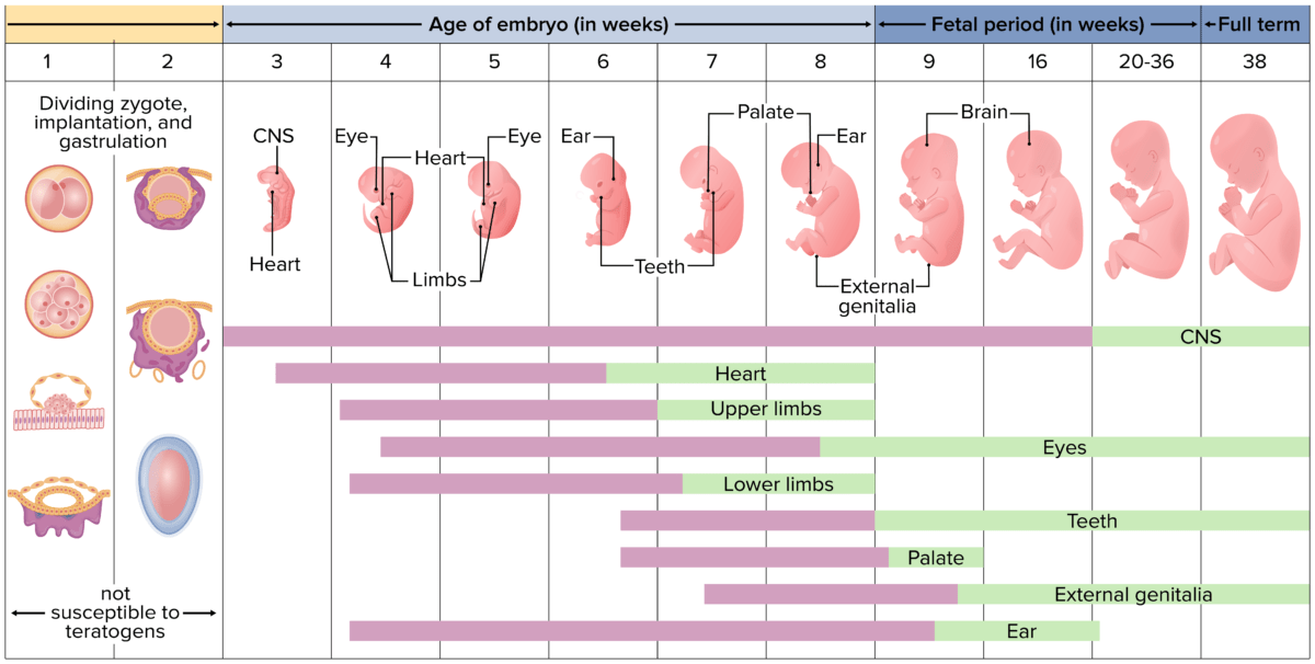 How to Study Embryology in Medical School: Tips and Tricks | Lecturio