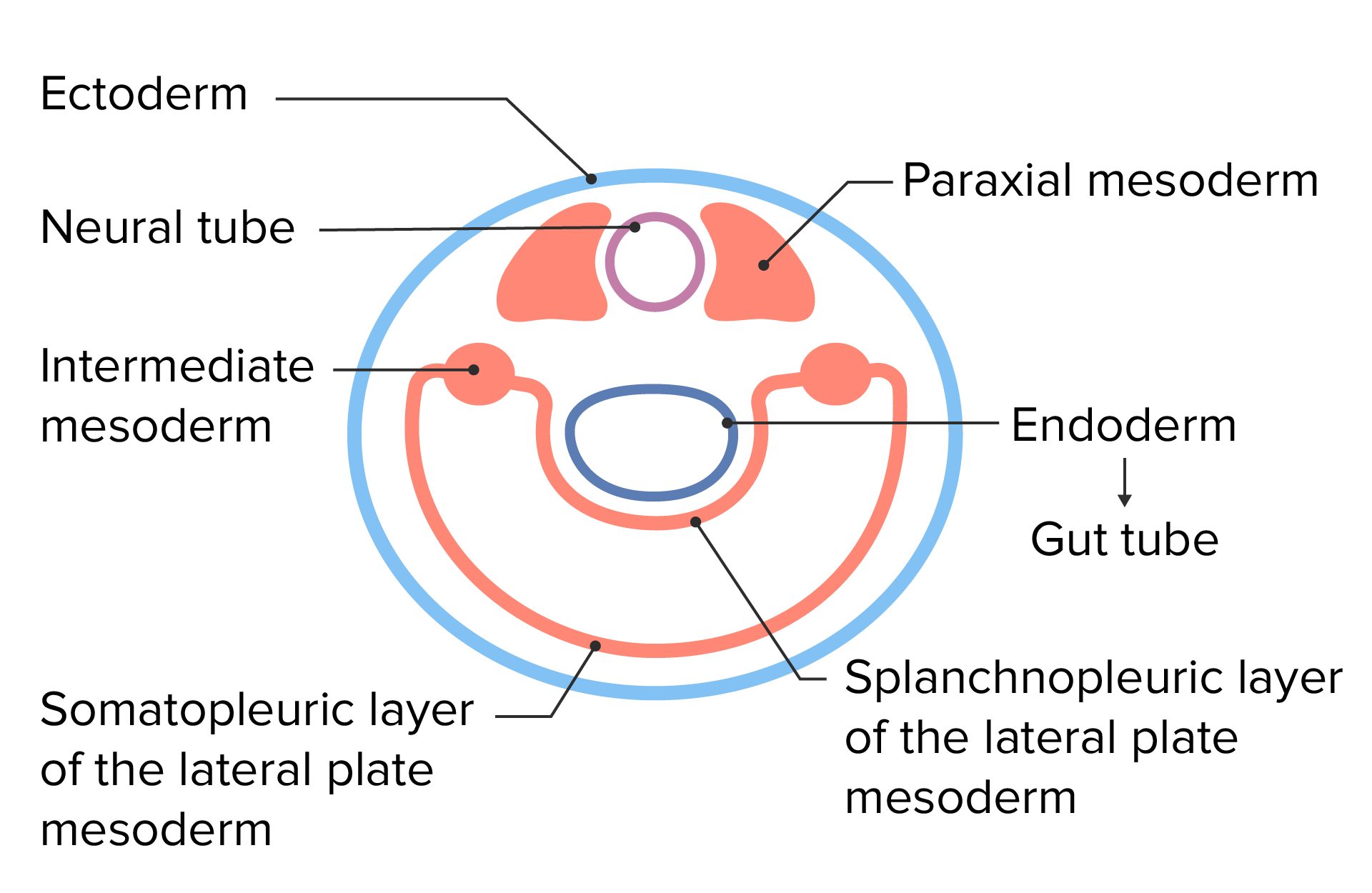 Embryonic cell layers following lateral folding of the trilaminar disc