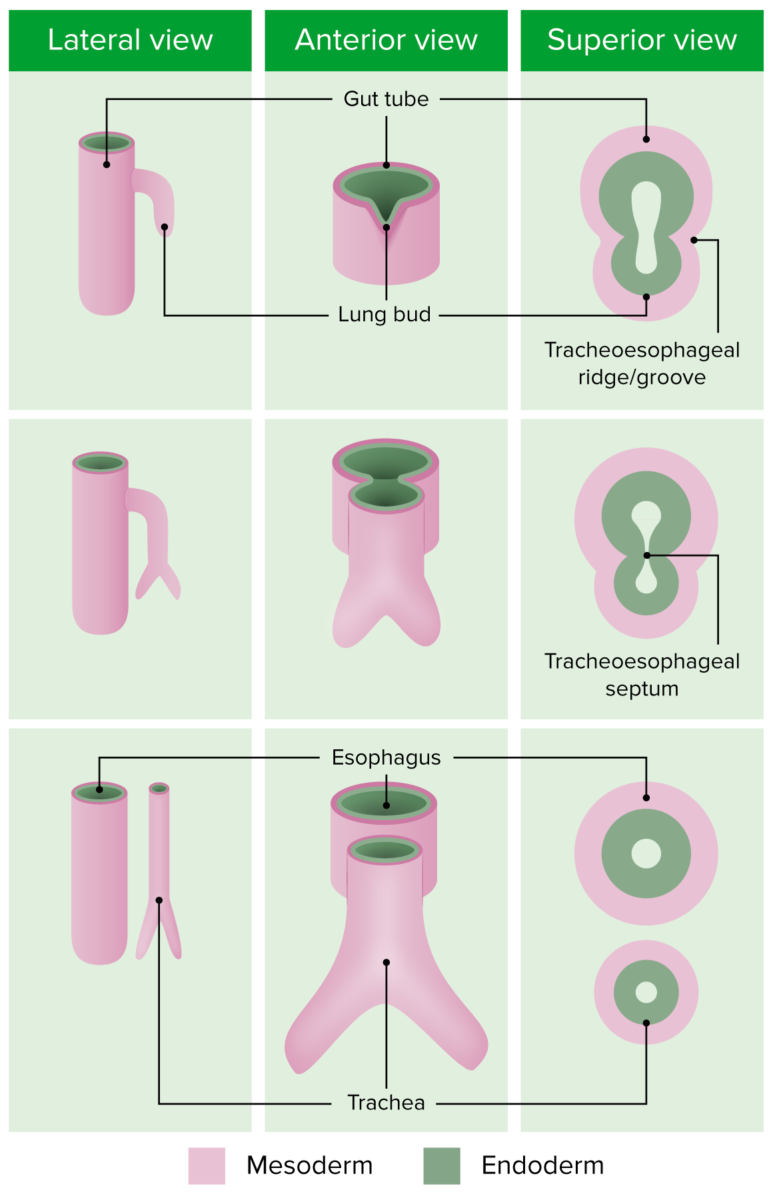 Desenvolvimento embrionário da árvore brônquica - epitélio intestinal