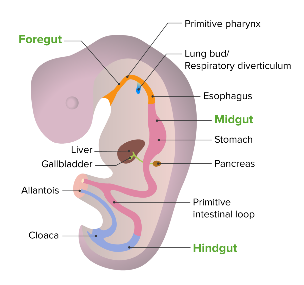 Desarrollo embrionario del tubo intestinal.