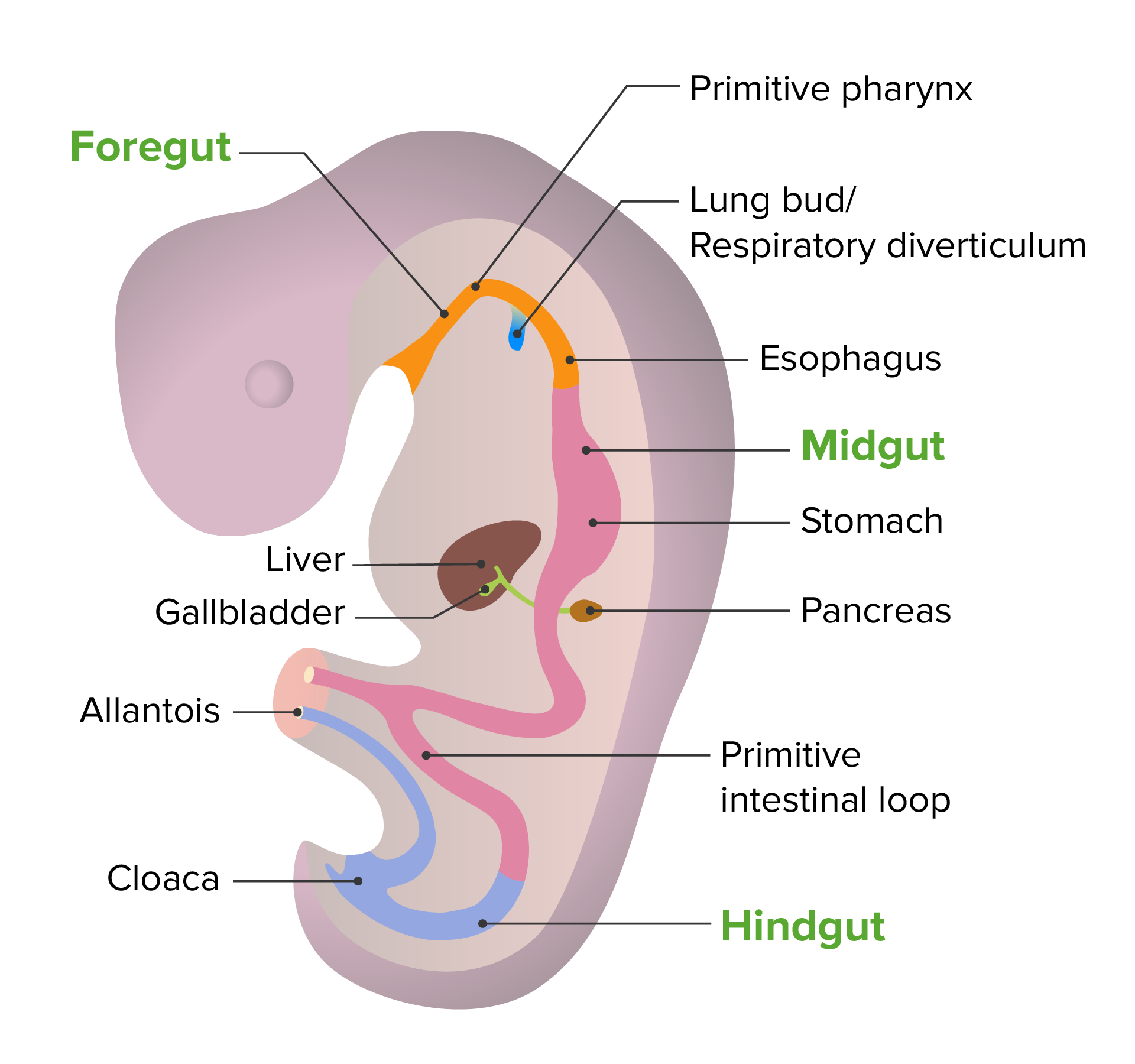 digestive system esophagus function