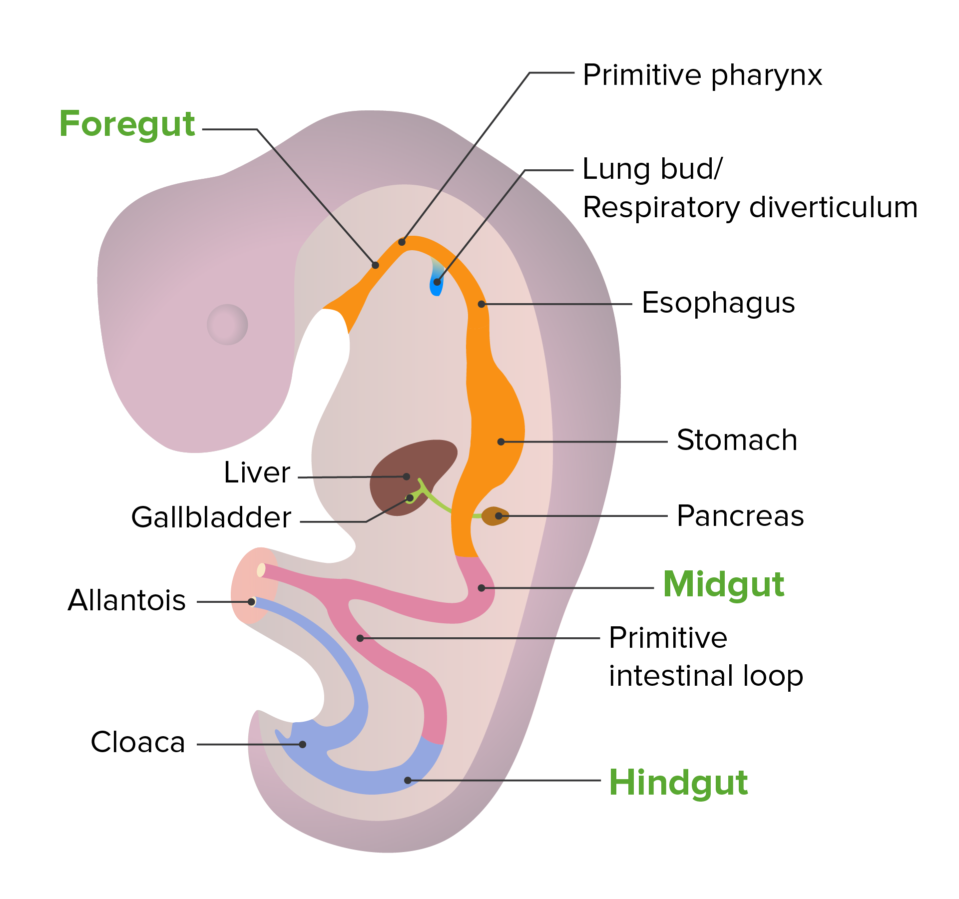 Embryonic development of the gut tube