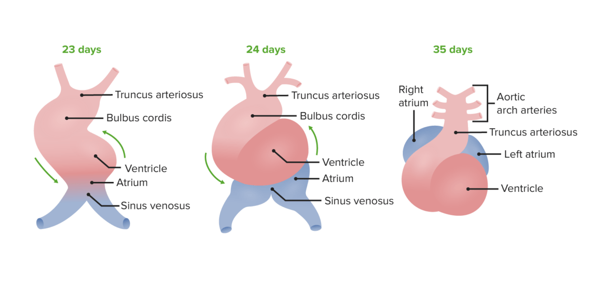 Embryonic development of the heart corrected