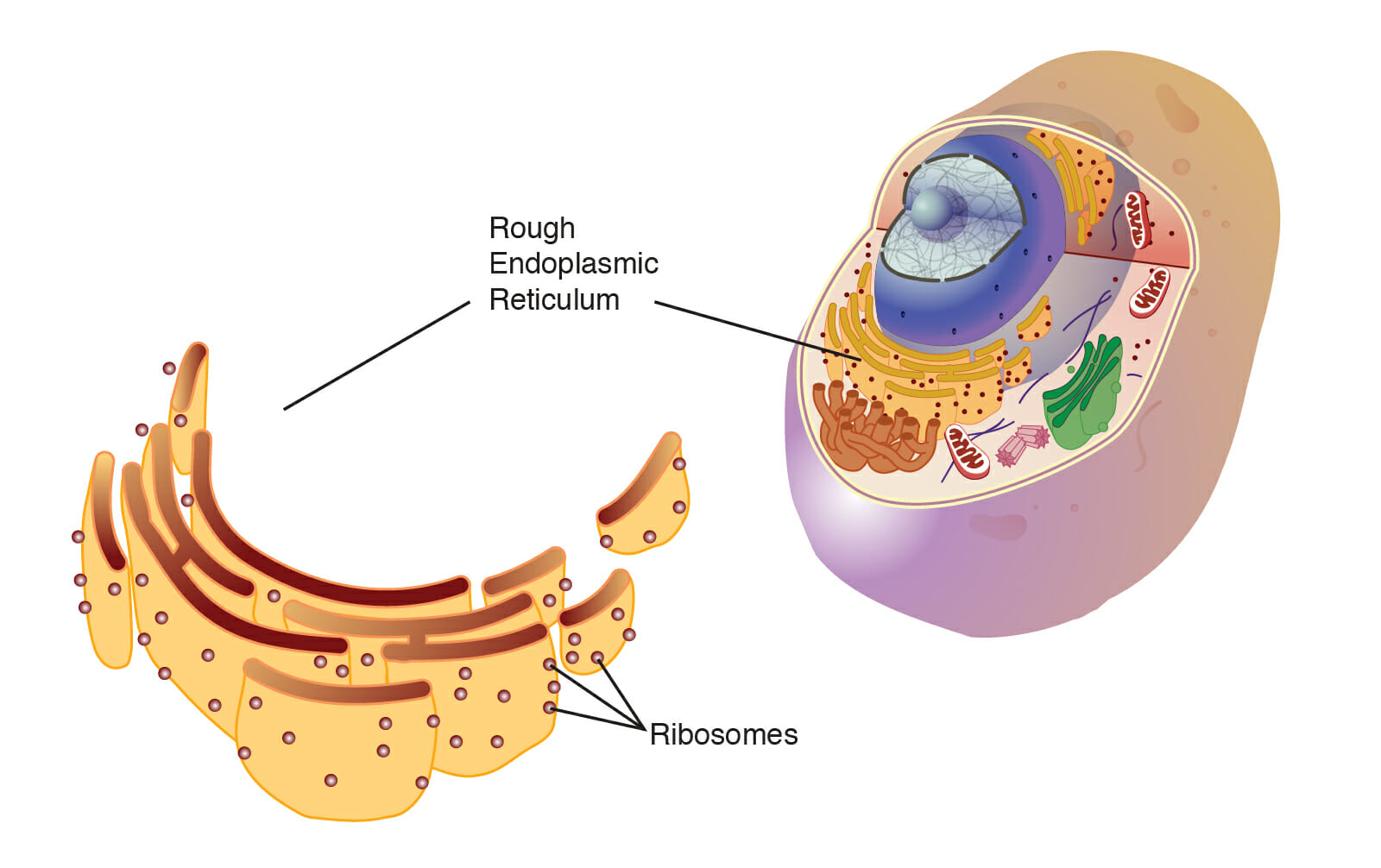 Endoplasmic reticulum rough ribosome