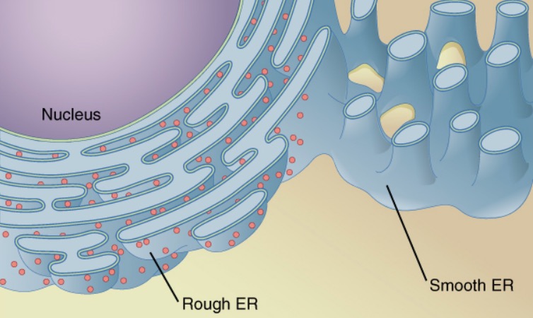 Retículo endoplásmico