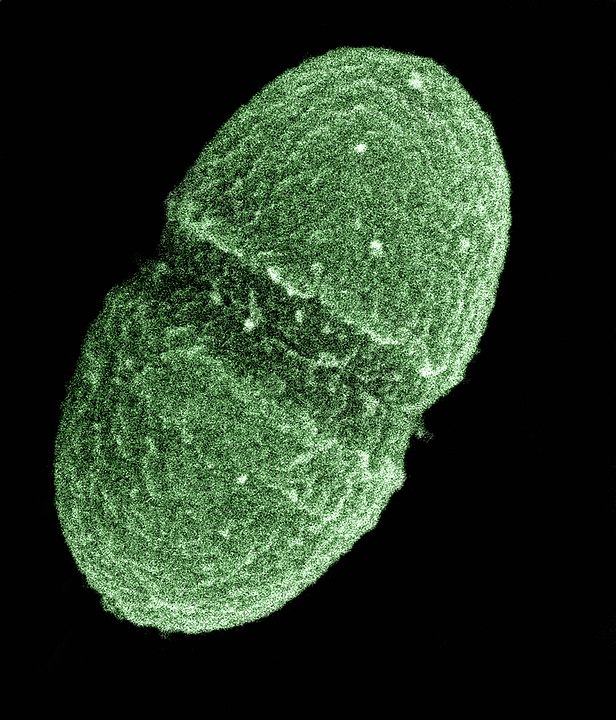 Microbiología Archives | Página 4 de 13 | Lecturio