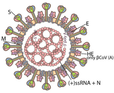 Envelope proteins are denoted coronavirus