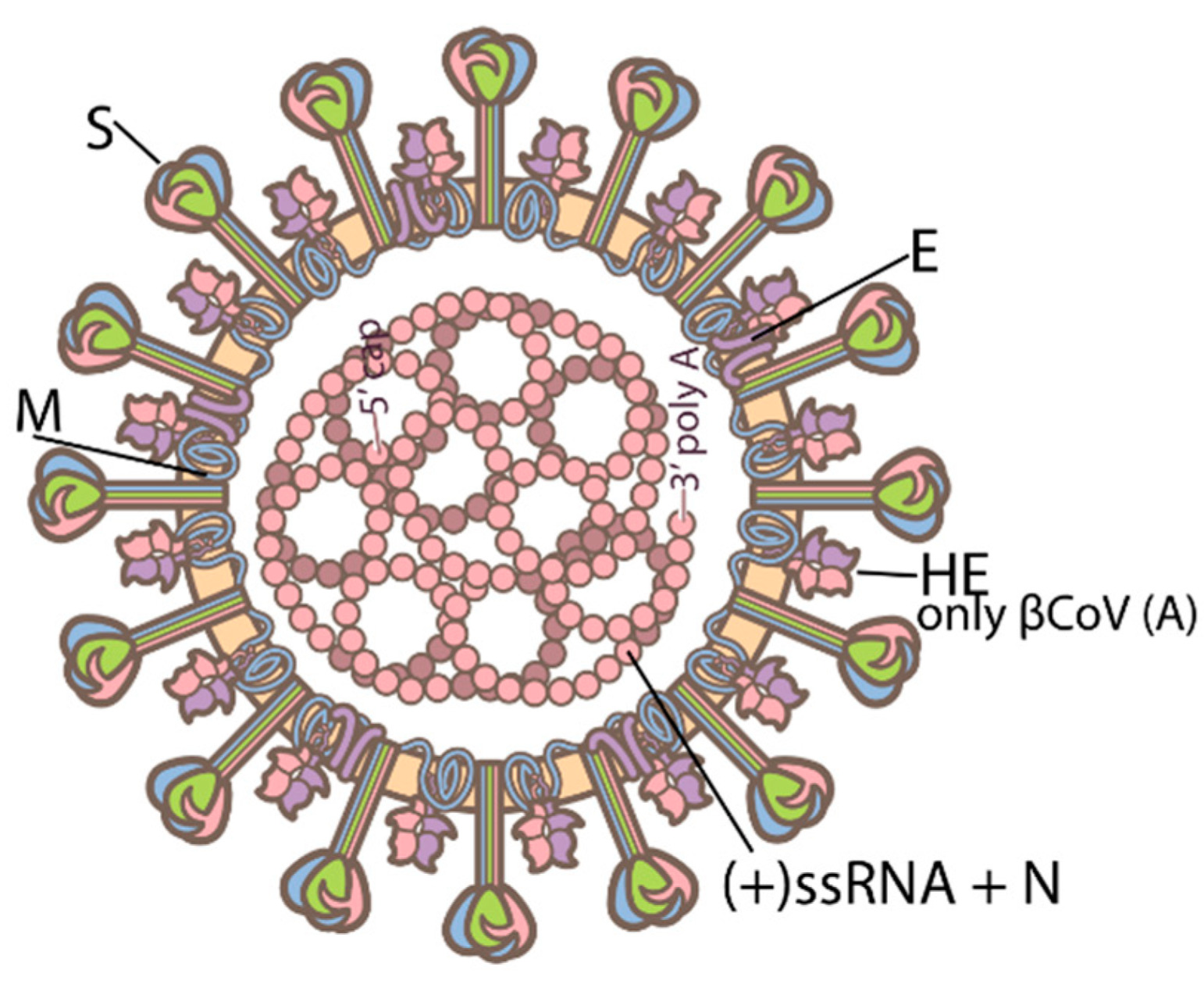 Las proteínas de la envoltura se denominan coronavirus.