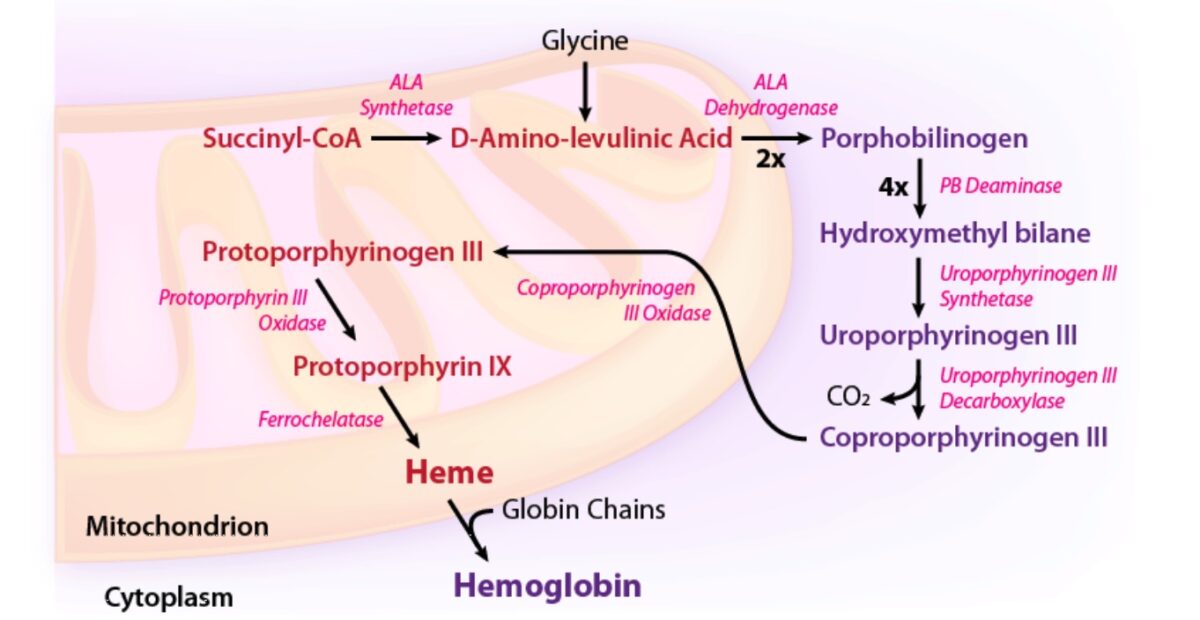 Enzymatic pathway of heme synthesis