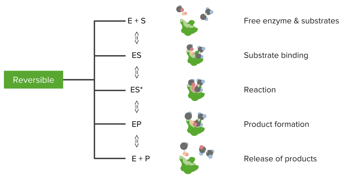 Enzyme kinetics