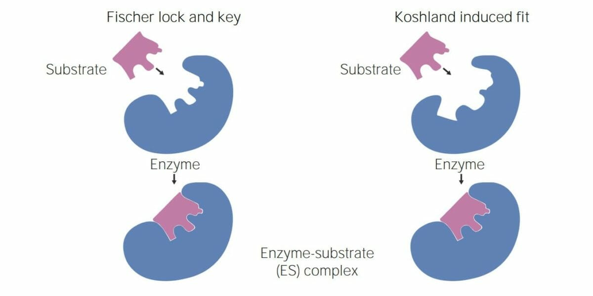 Interacción enzima-sustrato