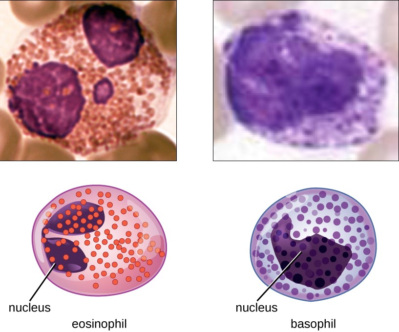 Eosinophil and basophil